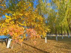 -大兴滨河森林公园