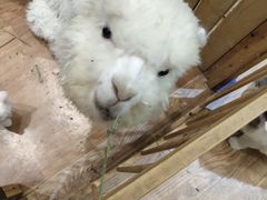 -猫色咖啡·猫咖