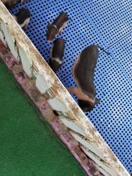 -萌宠亲子动物乐园(槐房万达店)