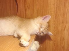 -Pets First伊珊娜洗护·精致美容·家庭式寄养(新会路店)