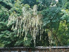 -水墨汀溪风景区