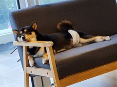 -南京Hallo宠物乐园·哈罗犬舍·柴犬繁育基地