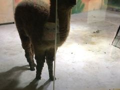-白鹿仓冰雪海洋世界