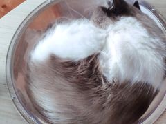 -蓝鲸·缅因猫舍