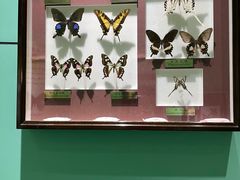 -上海昆虫博物馆