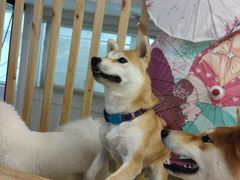 -柴迷FANS CLUB·柴犬狗咖·猫咖