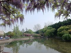 -嘉定紫藤园