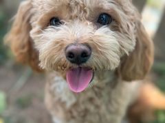 -趣玩宠物乐园寄养训犬训狗游泳池