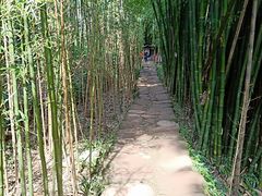-川西竹海景区