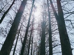 -贡湖湾湿地公园