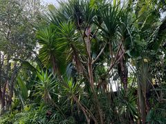 -西双版纳洲际度假酒店-泰傣餐厅