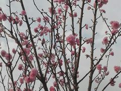 -天适樱花悠乐园