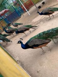 -萌宠亲子动物乐园(槐房万达店)