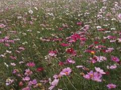 -紫颐香薰山谷景区