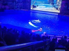 -芜湖新华联大白鲸海洋公园