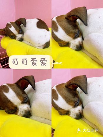 周末的晚上去逛农院路，  在巷子里看到了一家新开的宠