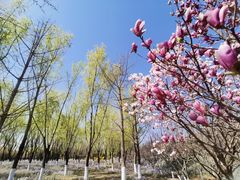 -永定河休闲森林公园