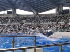 -上海海昌海洋公园