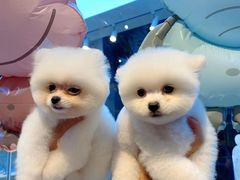 -萌兽医馆·眼科·异宠专科(三里屯店)