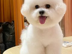 -伟伟宠物医院·CT影像中心·瑞派犬猫综合性门诊(汉口总院)