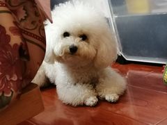 -翊宠yipet猫狗购宠庄园犬舍•猫舍