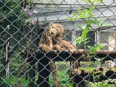 -合肥野生动物园