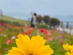 -小麦岛公园