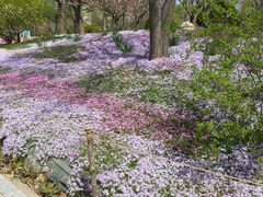 -莱阳濯村樱花园