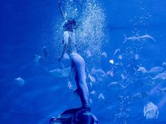 -烟台海昌鲸鲨海洋公园