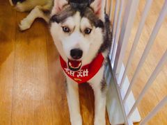 -Husky Go! 哈士奇体验馆·宠物咖啡厅狗咖