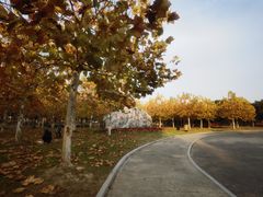 -上海海湾国家森林公园