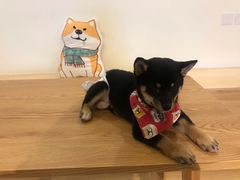 -柴犬小屋·柴餐厅·狗咖食堂(金鼎广场店)