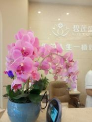 -碧莲盛·不剃发植发