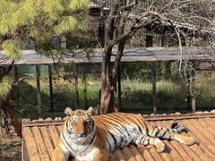 -云南野生动物园
