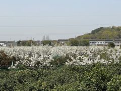 -树山生态村