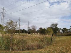 -上海长兴岛郊野公园