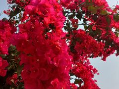 -华南国家植物园-售票处