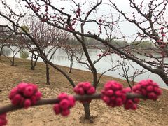 -石家庄市植物园