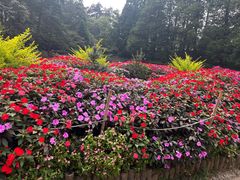 -庐山风景区花径公园