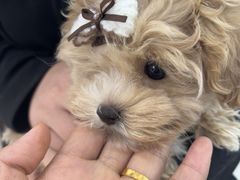 -翊宠yipet猫狗购宠庄园犬舍•猫舍