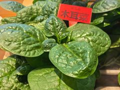 -王记姚家味·地道苏帮菜(凤凰街店)