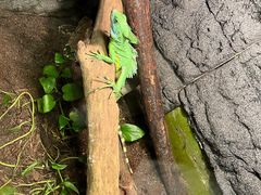 -上海大自然野生昆虫馆