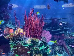 -迪拜帆船酒店海底餐厅