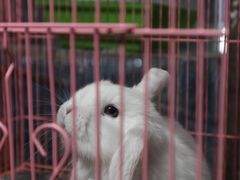 -青石桥花鸟鱼虫市场(叠翠城店)