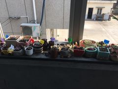 -龙大花卉苗木市场