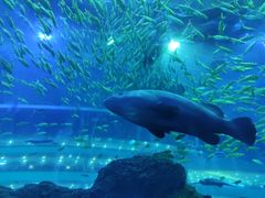 -成都浩海立方海洋公园