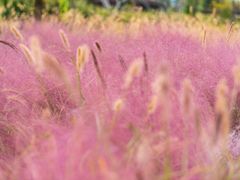 -羊亭河湿地公园