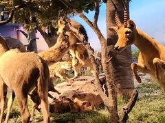 -国家自然博物馆