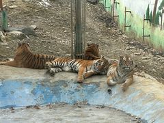 -栾川竹海野生动物园