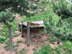 -西霞口神雕山野生动物世界